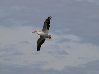 American White Pelican in Flight Over Lake
