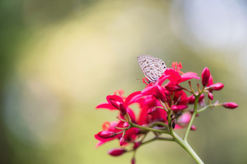 Brown Butterfly on pink Flower