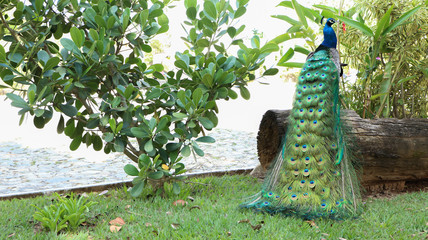 Peacock beatiful natural 