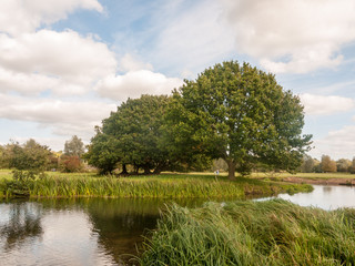 crane fly summer day close up macro on wood bark outside nature