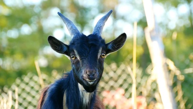 Funny black young goat grazes on the grass in a village