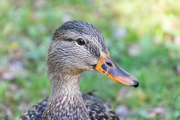 Wild duck closeup