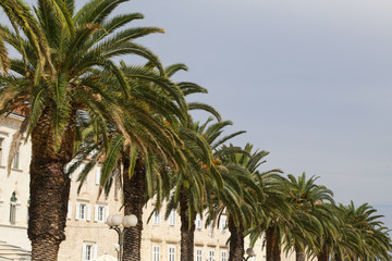 
Palm trees on the street in the old Mediterranian town