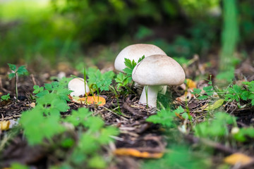 Грибы белого цвета