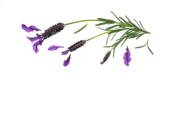 topped lavender flowers on white background with copy space below