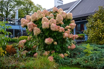 Crédence de cuisine en verre imprimé Hortensia Buisson d& 39 hortensia rose avec de gros bourgeons. Composition florale dans le parc en automne. Jardin d& 39 ornement et aménagement paysager.