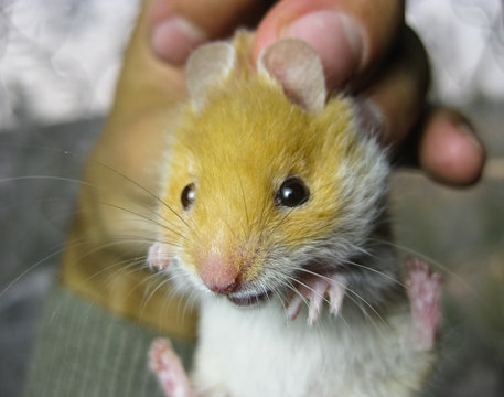 Hamster in hand. Hamster hold the scruff. Hamster held with fingers