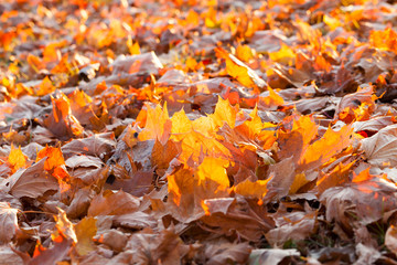 fallen maple leaves