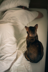 Abyssinian cat watches a man sleeping