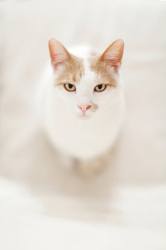 Grumpy cat looks up at the camera while sitting on armchair at home
