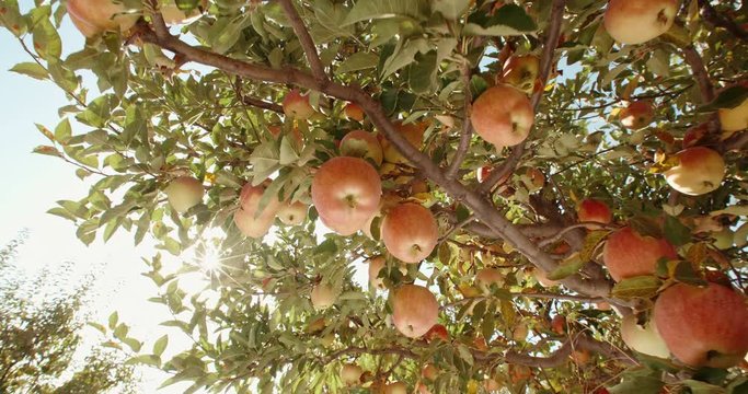 Bunches of tempting succulent yellow apples hanging on branches of trees in summer or autumn garden in sunset closeup 4k