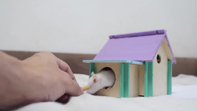 man hand feeding a rat . rat coming out of wooden house sniffing nose a hole cute video out of the burrow of a house and sniffs food in search of food . cute mouse albino rat pet goes to the house
