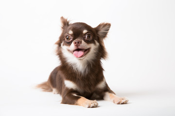 Fototapeta na wymiar Chihuahua dog laying on white studio background