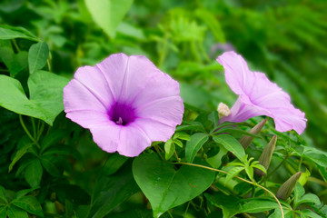  Morning Glory is bloom in  the morning and foggy.