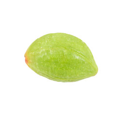 Chebulic Myrobalans, Myrolan Wood (Terminalia chebula Retz.) Fruit, medicinal properties.