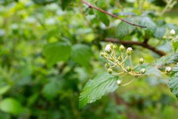 Several buds of a blackberry bush after a morning shower with the branches and leaves in the background.