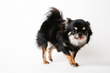 Obraz premium Chihuahua dog standing on white studio background