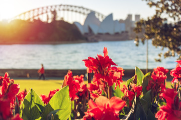 Bright red canna lily flowers with Sydney landmarks on the background