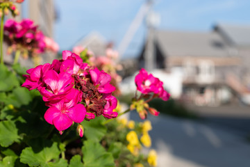 Bright pink flowers in a window box near a street in Belfast, Maine in the summer.