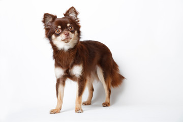 Chihuahua dog standing on white studio background