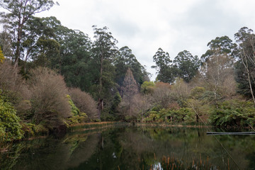 Fototapeta na wymiar Lake view with dense tree plantation.