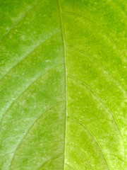 Fototapeta na wymiar soft focus, green leaf background