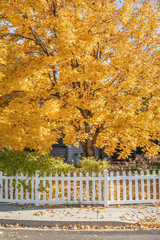 Bright yellow fall tree leaves background in front of home with white picket fence.