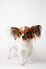 Chihuahua dog standing on white studio background