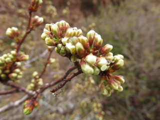 morning dew on spring buds