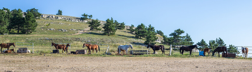 horses for walking on the mountain