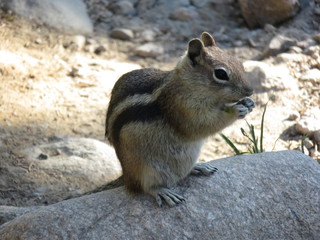 chipmunk eating a nut