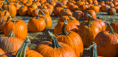 Orange pumpkins at outdoor farmer market