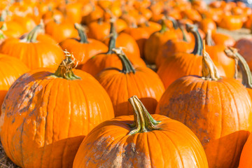 Orange pumpkins at outdoor farmer market