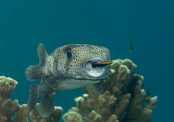 Porcupine pufferfish (diodon hystrix) being cleaned by cleaner fish (labroides dimidiatus) at cleaning station , Bali, Indonesia © Hans Gert Broeder