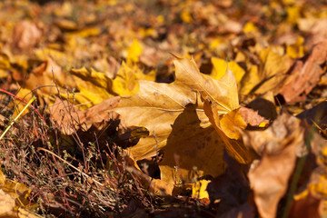 Yellow foliage