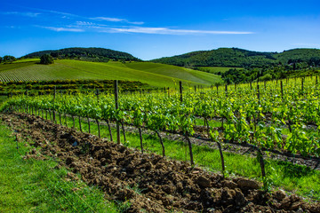 Fototapeta na wymiar Beautiful rows of grapes before harvesting. Vineyard land in Spring.