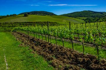 Fototapeta na wymiar Beautiful rows of grapes before harvesting. Vineyard land in Spring.