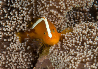 Fototapeta na wymiar Orange skunk clownfish ( Amphiprion sandaracinos ) swimming among sea anemone tentacles of Bali, Indonesia