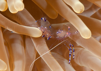 A Commensal shrimp , Ancylomenes tosaensis lounges among  sea-aneome tentacle ,  Bali, Indonesia