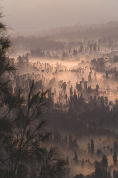 A foggy forest at sunrise