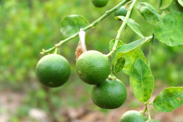 limes or green lemon on the lime tree