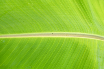 close up banana leave