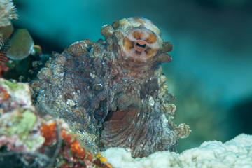 Common reef octopus (Octopus cyanea) among corals of Bali, Indonesia