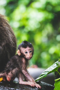 A baby monkey beside his mother looking at the camera