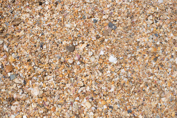 sand and seashell background