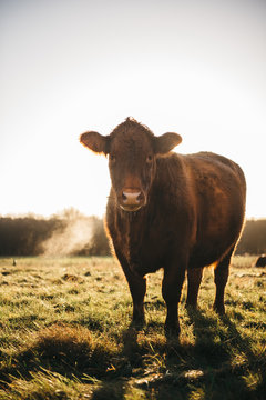 Moo