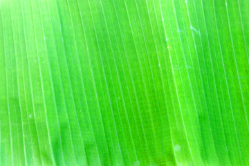 close up banana leave