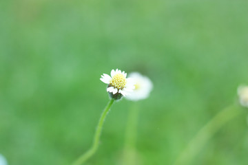 a grass flower and blur background