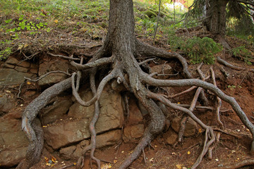 bare roots of trees growing on rocks