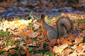 red squirrel in autumn park
